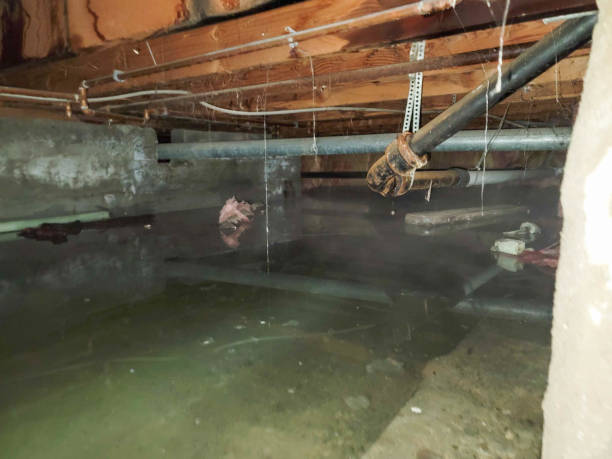 Best Mold removal after water damage  in Clementon, NJ